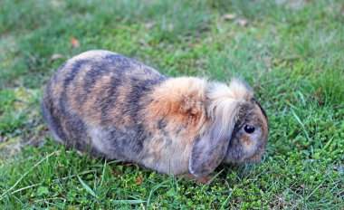 Bahçe Beyaz kar üzerinde sevimli tavşan