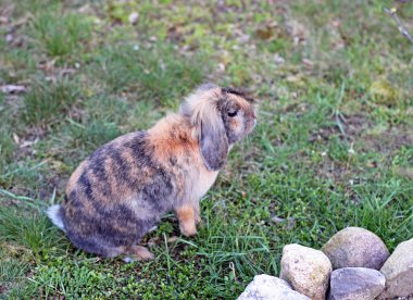 Bahçe Beyaz kar üzerinde sevimli tavşan