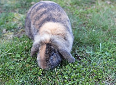 Bahçe Beyaz kar üzerinde sevimli tavşan