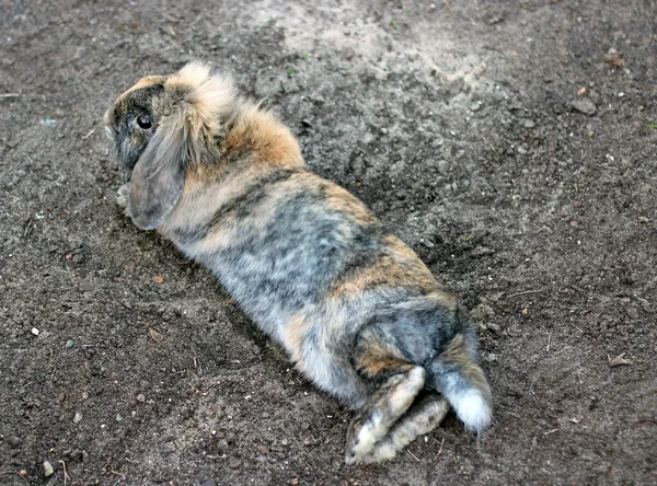 Cute rabbit on the white snow in garden — Stock Photo, Image