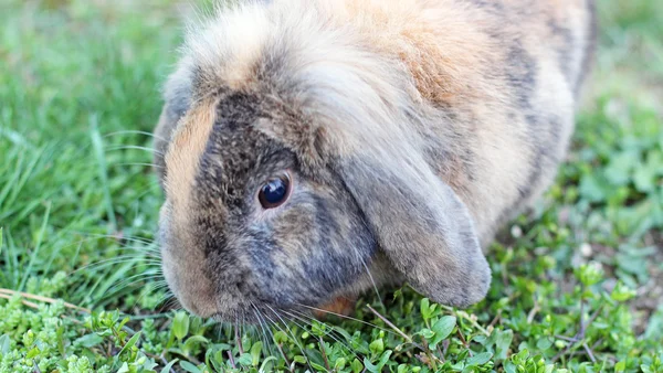 Schattig konijn op de witte sneeuw in tuin — Stockfoto