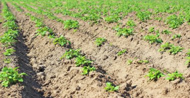 satır alanında büyüme yeşil patates bitkisinin.