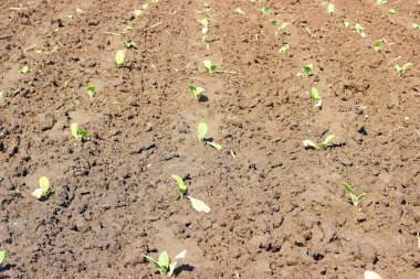 Polonya alan tütün büyüyen