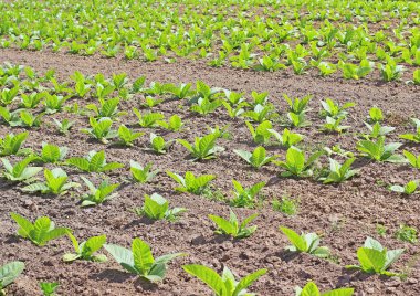 Polonya alan tütün büyüyen