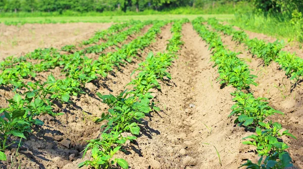 Ряды роста зеленого картофельного завода в поле . — стоковое фото