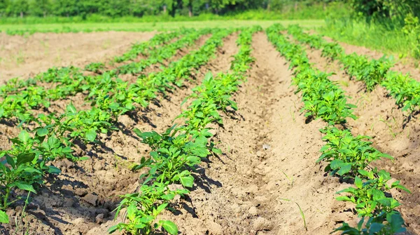 Rader av tillväxt grön potatis i fältet. — Stockfoto