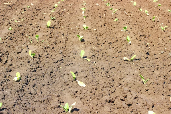 Cultivo de tabaco num campo na Polónia — Fotografia de Stock