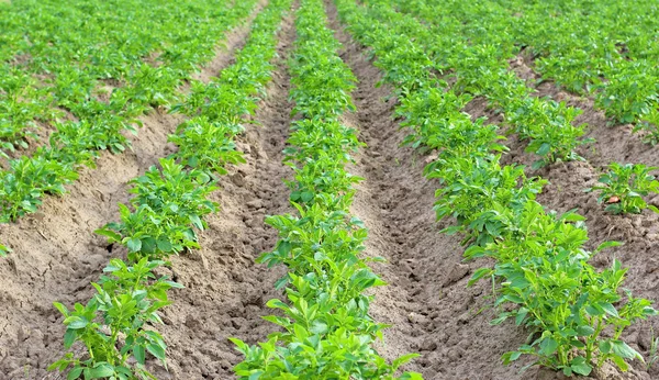 Rangées de croissance plante de pomme de terre verte dans le champ . — Photo