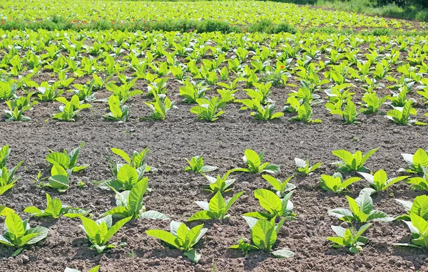 Cultivando tabaco en un campo en Polonia —  Fotos de Stock