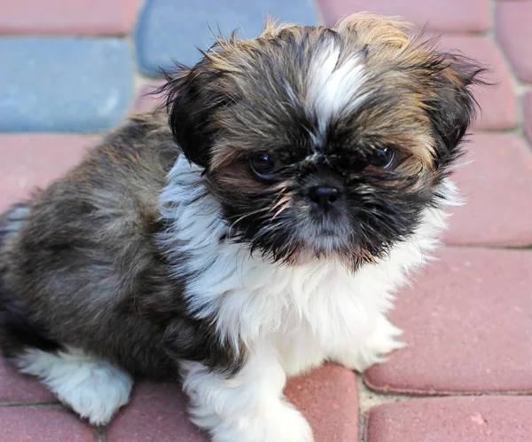 Junger Hund shih tzu — Stockfoto