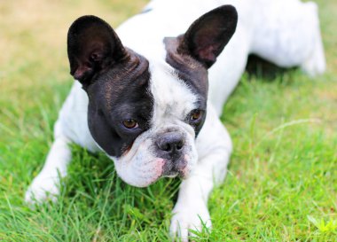 Fransız bulldog köpek çim