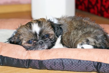 Shih Tzu genç köpek