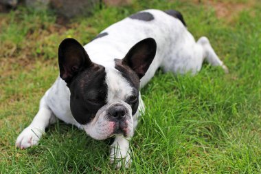 Fransız bulldog köpek çim