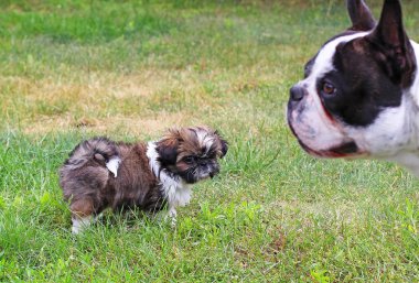 Genç shih tzu dog ve bulgog Fransız