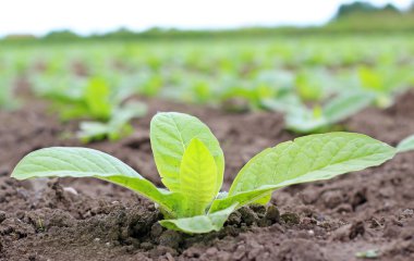 Polonya alan tütün büyüyen