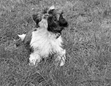 Shih tzu yavrusu