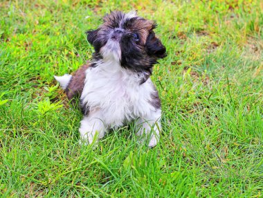 Shih tzu yavrusu