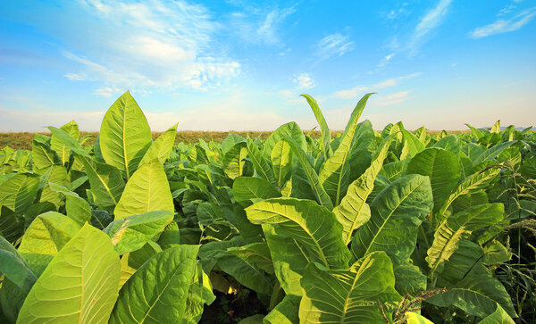 Growing tobacco on a field in Poland