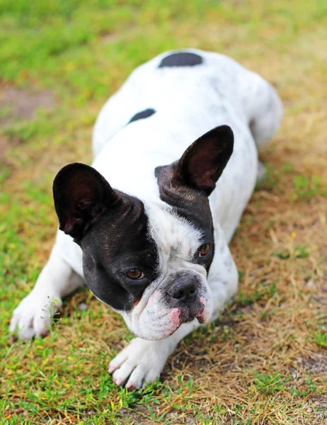 Bulldog francés cachorro en la hierba —  Fotos de Stock