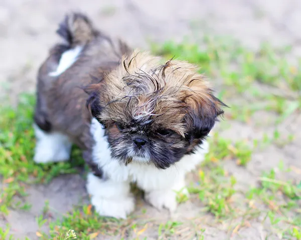 Cão jovem Shih Tzu — Fotografia de Stock