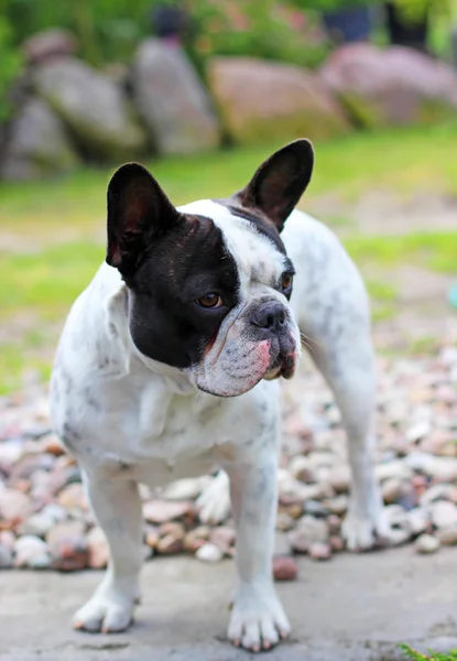 Franse bulldog puppy op het gras — Stockfoto