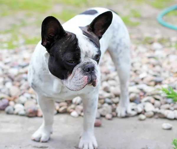 Bulldog francés cachorro en la hierba —  Fotos de Stock