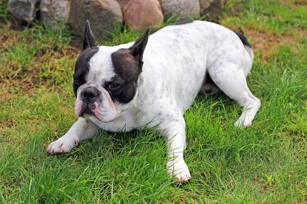 Cachorro buldogue francês na grama — Fotografia de Stock