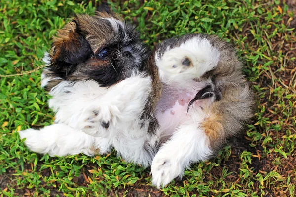 Shih tzu Welpe — Stockfoto