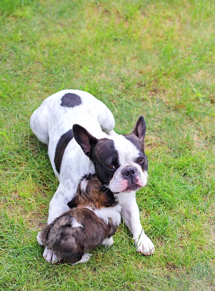Mladý pes shih-tzu a francouzský bulgog — Stock fotografie