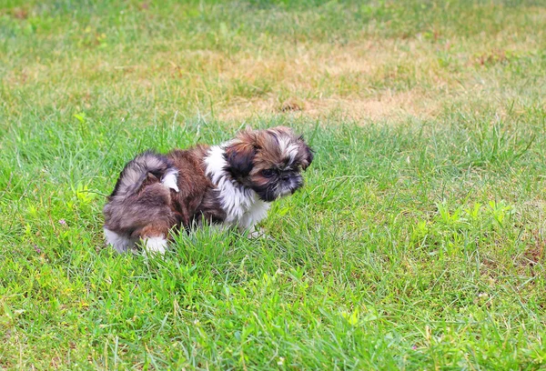시추 강아지 — 스톡 사진