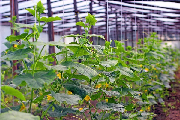 Blooming greenhouse cucumbers — Stock Photo, Image