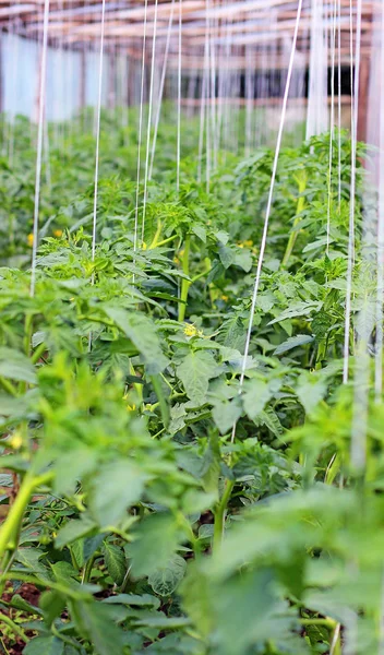 Blooming tomato plants — Stock Photo, Image