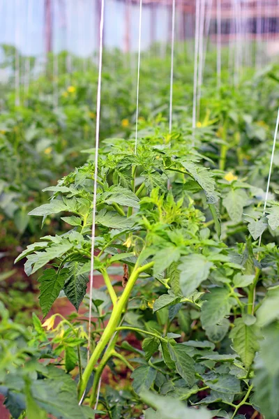 Blooming tomato plants — Stock Photo, Image