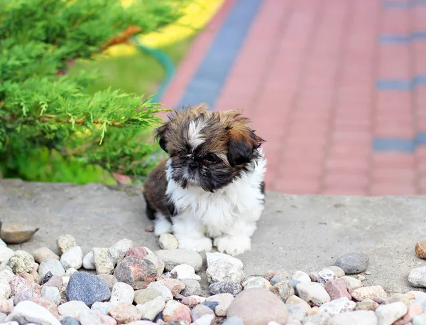 Chiot Shih Tzu — Photo