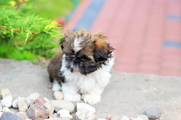 Shih tzu Welpe — Stockfoto