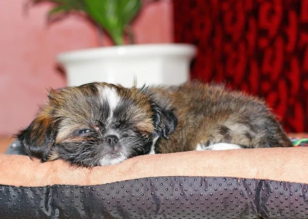 Szczeniak shih tzu — Zdjęcie stockowe