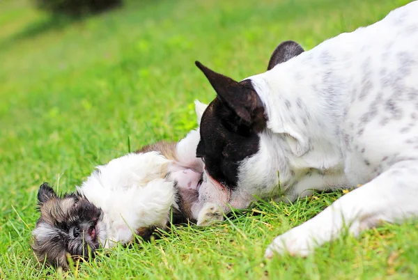 Mladý pes shih-tzu a francouzský bulgog — Stock fotografie