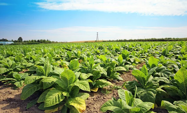 Growing tobacco on a field in Poland — Stock Photo, Image