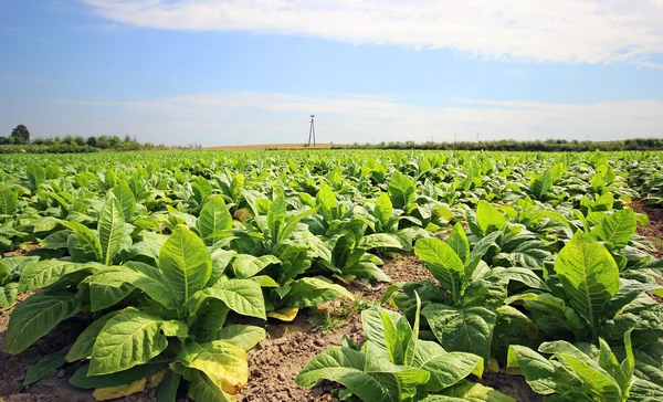 Coltivazione di tabacco in un campo in Polonia — Foto Stock