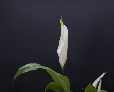 pürüzsüz vinç taro