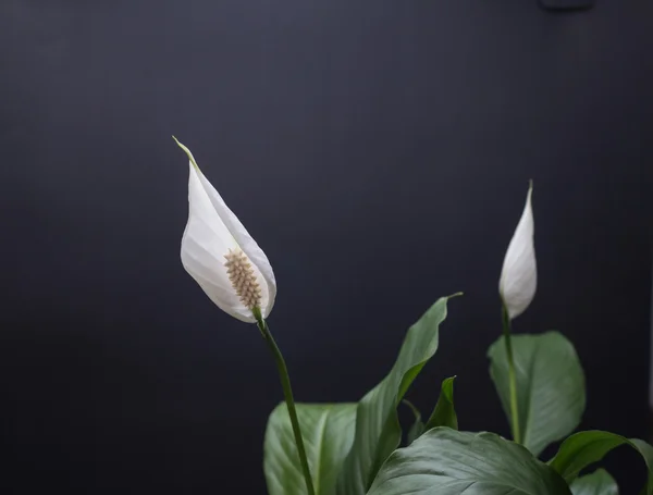 Smooth crane taro — Stock Photo, Image