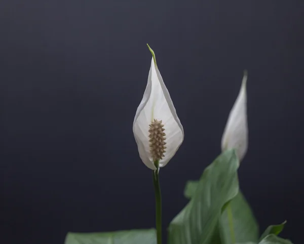 Smooth crane taro — Stock Photo, Image