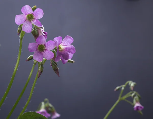 Protect basin grass flower — Stock Photo, Image