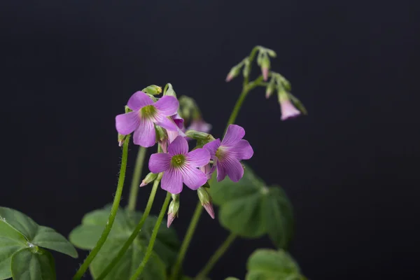 Protect basin grass flower — Stock Photo, Image