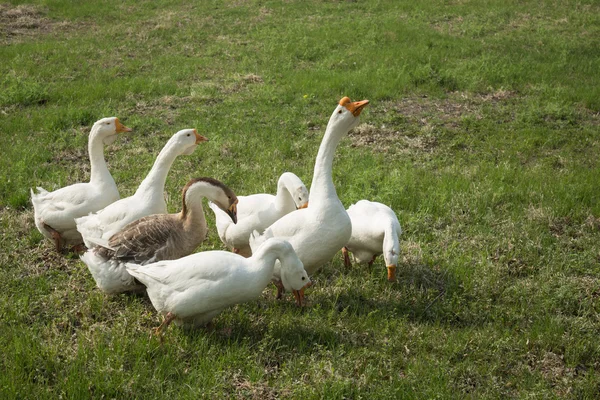 kümes hayvanları - kaz