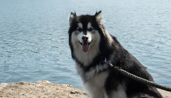 Alaskan malamute — Zdjęcie stockowe