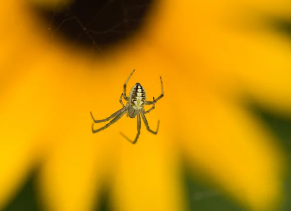 The spider — Stock Photo, Image