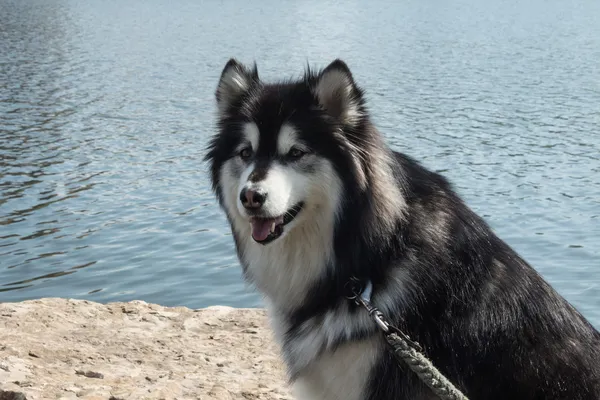 Pies Alaska — Zdjęcie stockowe