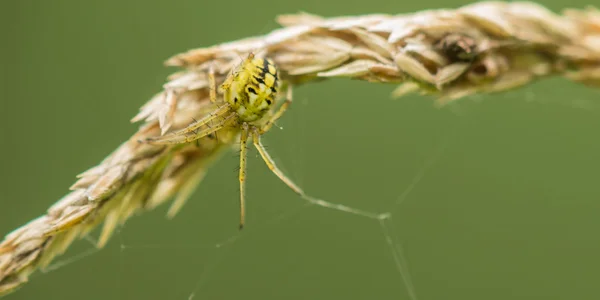 The spider — Stock Photo, Image
