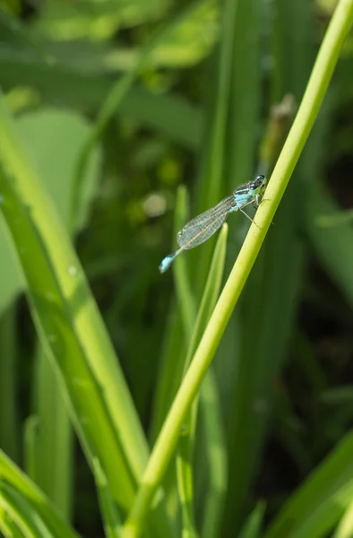 Yusufçuk (yusufçuklar)